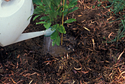 Gardener, gardeners, gardening, plant, plants, planting, water, waters, watering, watering can, watering cans, soil.