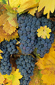 Fruit, grape, grapes, grapevine, grapevines, autumn, autumn foliage, grape vine, grape vines, vitis, vinifera, zinfandel, vine, vines.