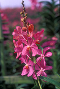 Asia, Asian, Southeast Asia, South East Asian, SE Asia, Malaysia, Flora, flower, flowers, orchid, orchids, pink, pink flower, pink flowers.