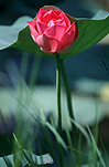 Asia, Asian, Southeast Asia, South East Asian, SE Asia, Flower, flowers, aquatic, lilies, lotus lilies, lotus, nelumbo, lotus flower, lotus flowers, pink lotus, pink lotus flower, pink flower, pink flowers, Malaysia, waterlily, waterlilies, water lily, water lilies.