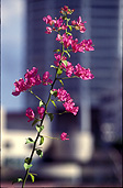Flower, flowers, pink, pink flower, pink flowers, bougainvillea, bougainvillea, nyctaginacaea, malaysia.