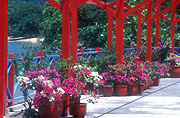 Asia, Asian, Southeast Asia, South East Asian, SE Asia, Malaysia, coast, coasts, coastline, coastlines, Pot, Pots, Garden pot, garden pots, outdoor pot, outdoor pots, pergola, pergolas, garden structure, garden structures, Bougainvillea, flower, flowers.