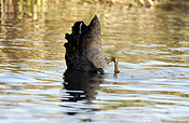 BLACK SWAN, WESTERN AUSTRALIA