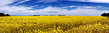 Agriculture, Australia, Qld, Queensland, Canola, Canola crop, canola crops, canola field, canola fields, field, fields, crop, crops, oilseed, oilseed crop, oilseed crops, Brassica, brassica napus, oil, oils, cloud, clouds, ROMEO,