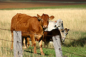 Farming, Farmland, farm, farms, livestock, animal, animals, cattle, meat industry, meat trade, cow, cows, limousin, limousin cow, limousin cows, limousin cattle, australia, qld, queensland, darling downs, great dividing range, rural, rural scene, rural scenes.