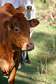 Farming, Farmland, farm, farms, livestock, animal, animals, cattle, meat industry, meat trade, cow, cows, limousin, limousin cow, limousin cows, limousin cattle, australia, qld, queensland, darling downs, great dividing range, rural, rural scene, rural scenes.