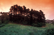 Tree, trees, australia, sa, south australia, adelaide, adelaide hills, mood, mood scene, mood scenes.