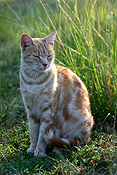 Animal, animals, felis, felis catus, feline, felines, mammal, mammals, placental mammal, placental mammals, cat, cats, carnivore, carnivores, carnivora, felidae, pet, pets, domestic, domestic animal, domestic animals, domestic cat, domestic cats, cute animal, cute animals, Animal, animals, felis, catus, felis catus, feline, felines, mammal, mammals, placental mammal, placental mammals, cat, cats, carnivore, carnivores, carnivora, felidae, pet, pets, domestic, domestic animal, domestic animals, ginger, ginger cat, ginger cats.