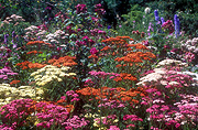 Herb, Herbs, yarrow, canada, vanousen, vancouver, vanousen botanical gardens.