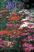 Herb, Herbs, yarrow, canada, vanousen, vancouver, vanousen botanical gardens.
