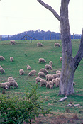 Animal, animals, sheep, meat industry, meat trade, livestock, agriculture, nsw, new South Wales, australia, tree, trees, fence, fences, hawkesbury, hawkesbury valley.