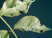POWDERY MILDEW ON UNDERSIDE OF ROSE LEAVES (SPHAEROTHECA PANNOSA)