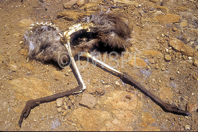 australia australian animal animals bird birds dead emu dead