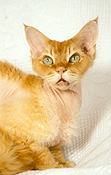 Animal, animals, cat, cats, domestic, pet, pets, felis, catus, felis catus, devon, devon rex, devon rex cat, devon rex cats, Australia, Sport pictures, Sports, balloon images, hot air balloons