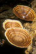 Australia, qld, queensland, springbrook, great dividing range, springbrook national park, springbrook NP, National Park, National Parks, fungus, fungi, bracket, bracket fungus, bracket fungi.