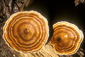 Australia, qld, queensland, springbrook, great dividing range, springbrook national park, springbrook NP, National Park, National Parks, fungus, fungi, bracket, bracket fungus, bracket fungi.