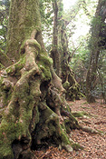 Australia, qld, queensland, springbrook, great dividing range, springbrook national park, springbrook NP, National Park, National Parks, rainforest, rainforests, forest, forests, tree, trees, beech, beech tree, beech trees, antarctic beech, antarctic beech tree, antarctic beech trees, nothofagus, moorei, nothofagus moorei, moss, root, roots, tree root, tree roots.