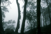 Australia, qld, queensland, lamington, great dividing range, lamington np, lamington national park, national park, national parks, bellbird lookout, lookout, lookouts, rock, rocks, rainforest, rainforests, forest, forests, tree, trees, silhouette, silhouettes.