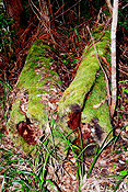 Australia, New South Wales, moss, tree, trees, forest, forests, rainforest, rainforests.