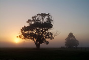 Australia, New South Wales, fog, fogs, tree, trees, rural, rural scene, rural scenes.