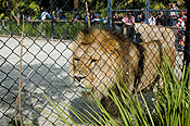 Animal, animals, wildlife, African, africa, african wildlife, african animal, african animals, wildlife, Cat, Cats, Big Cat, Big Cats, Lion, Lions, Pantheris, Leo, Leo Pantheris, australia, sa, south australia, adelaide, adelaide zoo, zoo, zoos, cage, cages, caged, caged animal, caged animals.