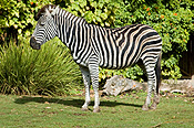 ZEBRA, ADELAIDE ZOO, SOUTH AUSTRALIA