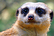 Animal, Animals, Meerkat, Meerkats, suricata, suricata suricatta, CS34,