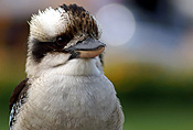 Animal, Animals, Bird, Birds, Dacelo gigas, gigas, Australian, Australian bird, Australian birds, Kookaburra, Kookaburras, Laughing, Laughing kookaburra, Laughing kookaburras, Jackass, Laughing jackass, Dacelo, Dacelo novaeguineae, novaeguinea, Halycyonidae, Kingfisher, kingfishers, Forest kingfisher, forest kingfishers, Coraciiformes, CS34,