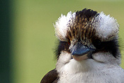 Animal, Animals, Bird, Birds, Dacelo gigas, gigas, Australian, Australian bird, Australian birds, Kookaburra, Kookaburras, Laughing, Laughing kookaburra, Laughing kookaburras, Jackass, Laughing jackass, Dacelo, Dacelo novaeguineae, novaeguinea, Halycyonidae, Kingfisher, kingfishers, Forest kingfisher, forest kingfishers, Coraciiformes, CS34,