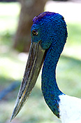 Ciconiiformes, ciconiidae, jabiru, jabirus, stork, storks, black-necked, black-necked stork, black-necked storks, policeman-bird, policeman-birds, ephippiorhynchus, ephippiorhynchus asiaticus, asiaticus, Animal, Animals, Bird, Birds, Australian bird, Australian birds, jabiru, jabirus, stork, storks, black-necked stork, black-necked storks, policeman-bird, policeman-birds, ephippiorhynchus, ephippiorhynchus asiaticus, Broome, Xenorynchus, Xenorynchus asiaticus, CS34,