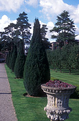 Europe, britain, great britain, wales, erodig, wrexham, garden, gardens, pot, pots, potted, garden pot, garden pots, outdoor pot, outdoor pots.