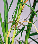 New images, insect, insects, fly, flies, crane, crane fly, crane flies, tipula, oleracea, grass, grasses.