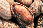 Food, nut, nuts, peanut, peanuts, virginia, virginia peanut, virginia peanuts, arachis, fabaceae, Arachis hypogaea, hypogaea, soil.