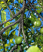 New images, insect, insects, bug, bugs, lygaeid, lygaeid bug, Lygaeid bugs, Lygaeidae, lemon, lemons, citrus, lemon tree, lemon trees, citrus fruit, citrus fruits, fruit tree, fruit trees.