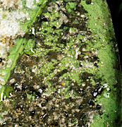 New images, whitefly, whitefllies, citrus, Citrus whitefly, citrus whiteflies, Aleurothrixus floccosus, aleurothrixus, floccosus, mould, sooty, sooty mould, orange, oranges, leaf, leaves.