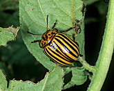 New images, pest, pests, plant pest, plant pests, beetle, beetles, insect, insects, colorado, colorado beetle, Colorado beetles, Leptinotarsa decemlineata, leptinotarsa, decemlineata, vegetable, vegetables, potato, potatoes.