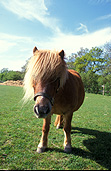 Animal, animals, horse, horses, pony, ponies, shetland, shetland pony, shetland ponies, bridle, bridles, Australia, Sport pictures, Sports, balloon images, hot air balloons