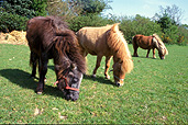 Animal, animals, horse, horses, england, britain, great britain, uk, united kingdom, pony, ponies, shetland, shetland pony, shetland ponies, bridle, bridles, Australia, Sport pictures, Sports, balloon images, hot air balloons