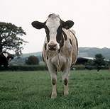Farming, Farmland, farm, farms, Animal, Animals, Cow, Cows, dairy cow, dairy cows, dairy cattle, cattle, livestock, Friesian, Friesian cow, Friesian cows, Friesian cattle, Holstein Friesian, Holstein Friesian cow, Holstein Friesian cows, Holstein Friesian cattle, rural, grass, rural scene, rural scenes, agriculture, sky, skies, blue sky, blue skies, dairy farm, dairy farms, dairy farming.