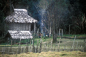 Papua new guinea, png, kokoda, kokoda trail, kokoda track, hut, huts, house, houses, housing, jungle, jungles, roof, roofs, rooves.