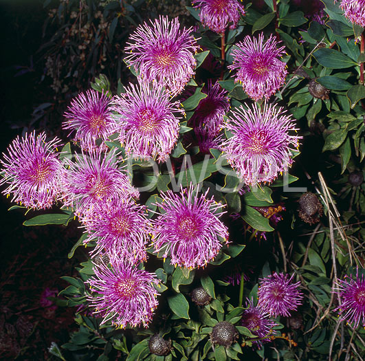 stock photo image: Flower, flowers, Pink flower, pink flowers, Isopogon, Isopogons, Isopogon latifolius, latifolius, pink, mountain coneflower, mountain coneflowers, proteaceae.