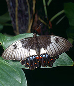 Insect, insects, lepidoptera, Arthropod, Arthropods, insecta, butterfly, butterflies, lacewing, lacewings, orange lacewing, orange lacewings, orange lacewing butterfly, orange lacewing butterflies, cethosia, penthesilea, paksha, cethosia penthesilea paksha, eugramma, eugramma paksha, heliconiinae, nymphalidae.