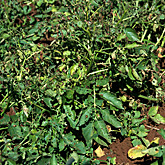 New images, pest, pests, plant pest, plant pests, beetle, beetles, insect, insects, colorado, colorado beetle, Colorado beetles, Leptinotarsa decemlineata, leptinotarsa, decemlineata, vegetable, vegetables, potato, potatoes.