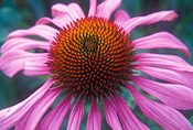 Herb, Herbs, echinacea, Echinacea purpurea, purpurea, coneflower, coneflowers, purple coneflower, purple coneflowers, purple, purple flower, purple flowers, daisy, daisies.