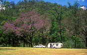 Australia, queensland, QLD, caravan, caravans, car, cars, transport, transportation, vehicle, vehicles, heifer, toowoomba, great dividing range, tree, trees.