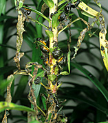 New images, pest, pests, beetle, beetles, lily, lilies, lily beetle, lily beetles, lilium, regale, lilium regale, liliums, lilioceris, lilii.