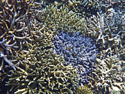 Thailand, Coral, Underwater, Marine, Fish, Surin, Islands