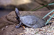 Australia, Reptile, Reptiles, turtle, turtles, river, freshwater turtle, freshwater turtles, water turtle, water turtles, EMYDURA, KREFFT, emydura krefft, IIkrefftts, kreffts turtle, kreffts turtles, kreffts river turtle, krefftsriver turtles.