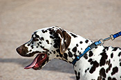 Australia, sa, RSPCA, south australia, adelaide, elder park, torrens, torrens river, river torrens, charity, charities, dalmation, dalmations, dalmation dog, dalmation dogs, spot, spots, dog, dogs, domestic, domestic dog, domestic dogs, million paws, million paws walk.