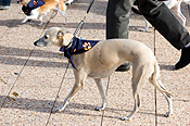 Australia, sa, RSPCA, south australia, adelaide, elder park, torrens, torrens river, river torrens, charity, charities, greyhound, greyhounds, grey hound, grey hounds, dog, dogs, domestic, domestic dog, domestic dogs, million paws, million paws walk, footpath, footpaths, footpath, footpaths, path, paths, pathway, pathways.